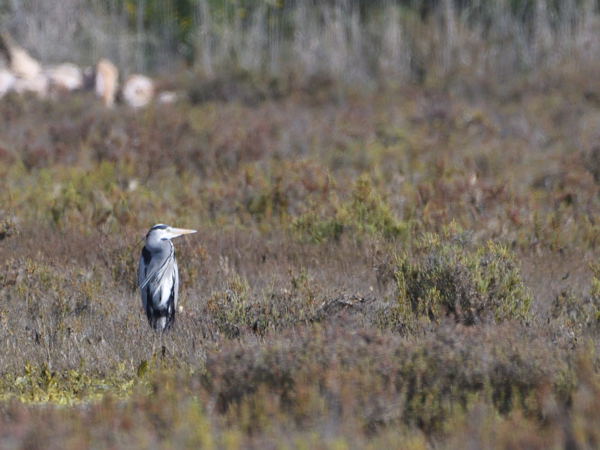 Gray Heron - ML546440651