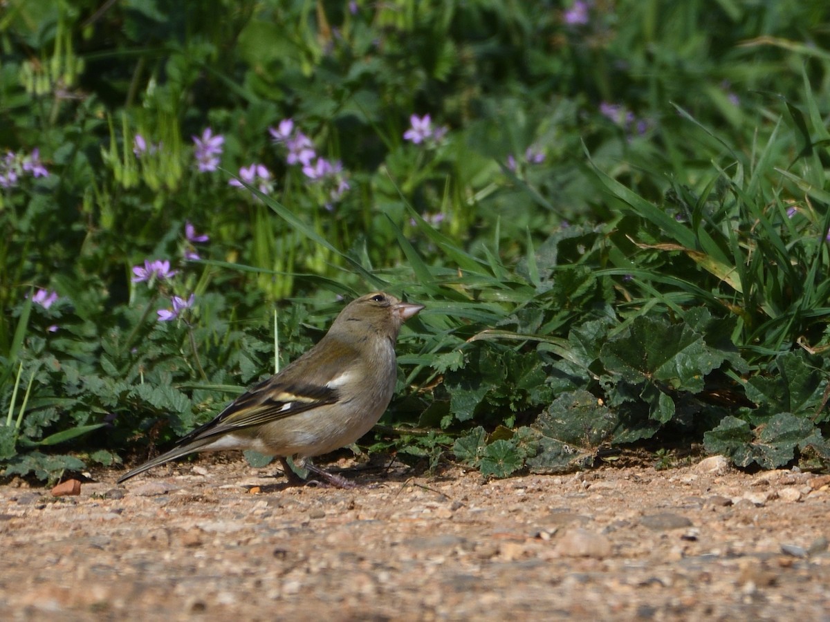 Common Chaffinch - ML546440881