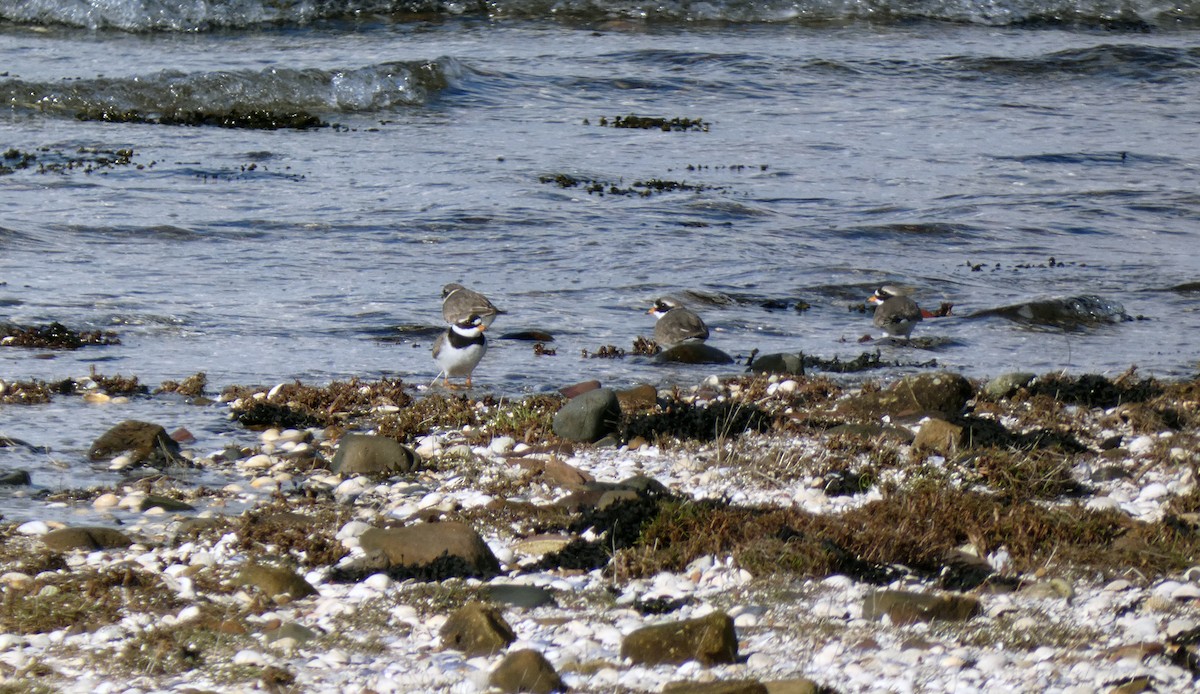 Common Ringed Plover - ML546441481