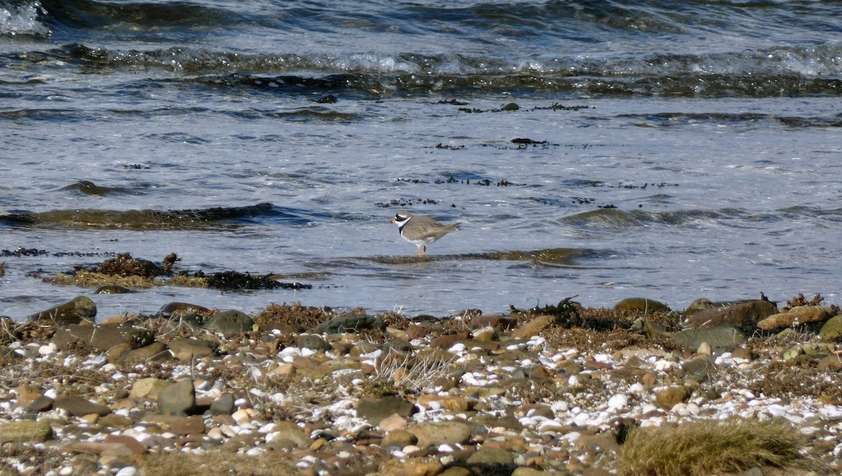 Common Ringed Plover - ML546441491