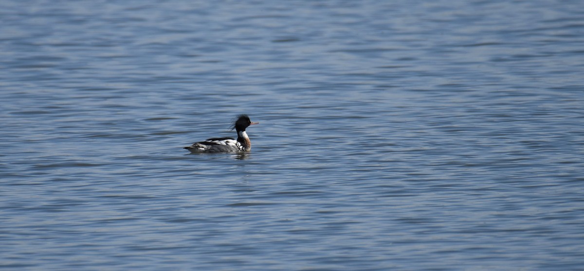 Red-breasted Merganser - ML546441741