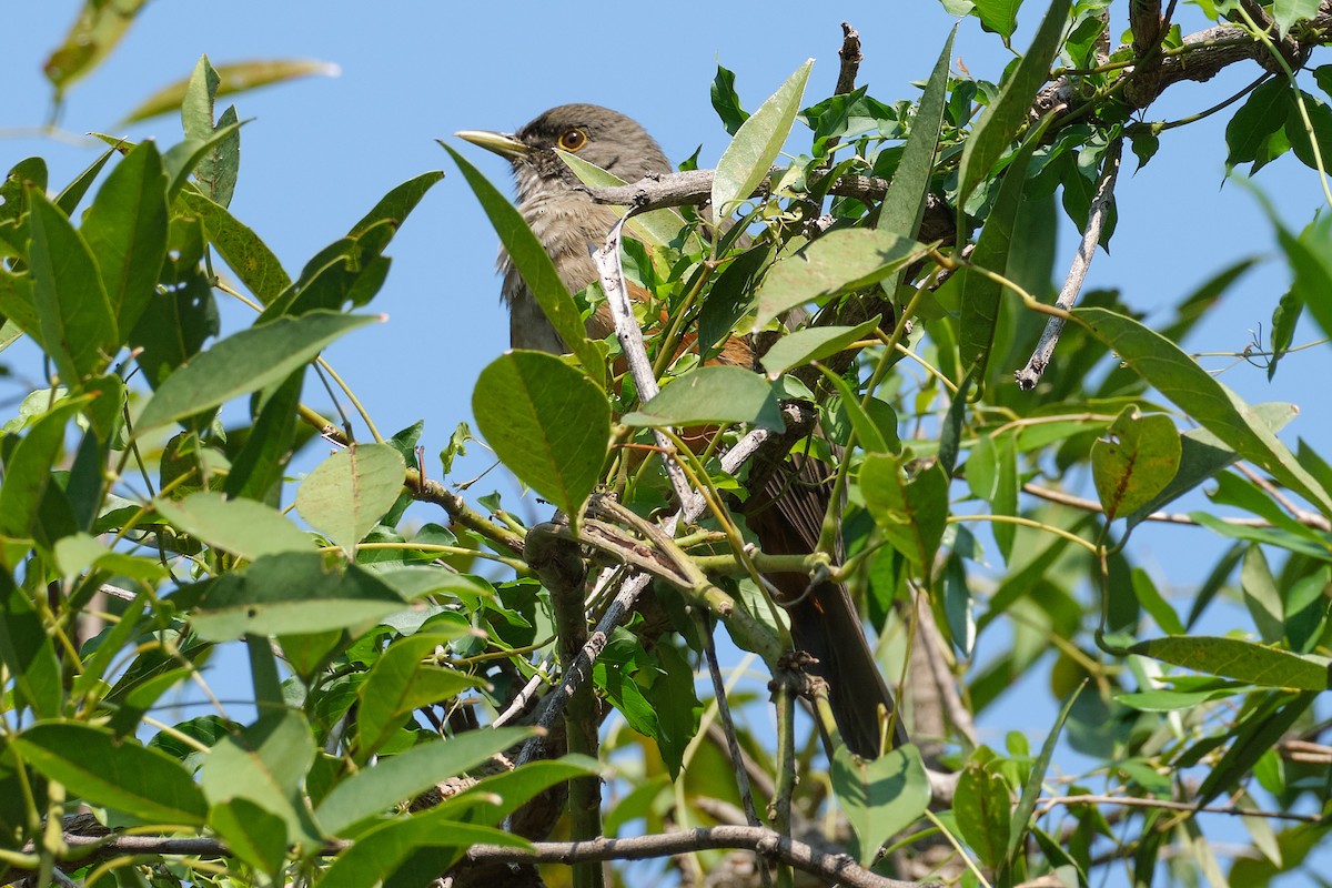 Rufous-bellied Thrush - Nigel Swingler