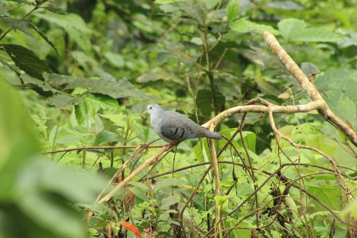 Blue Ground Dove - ML546444201