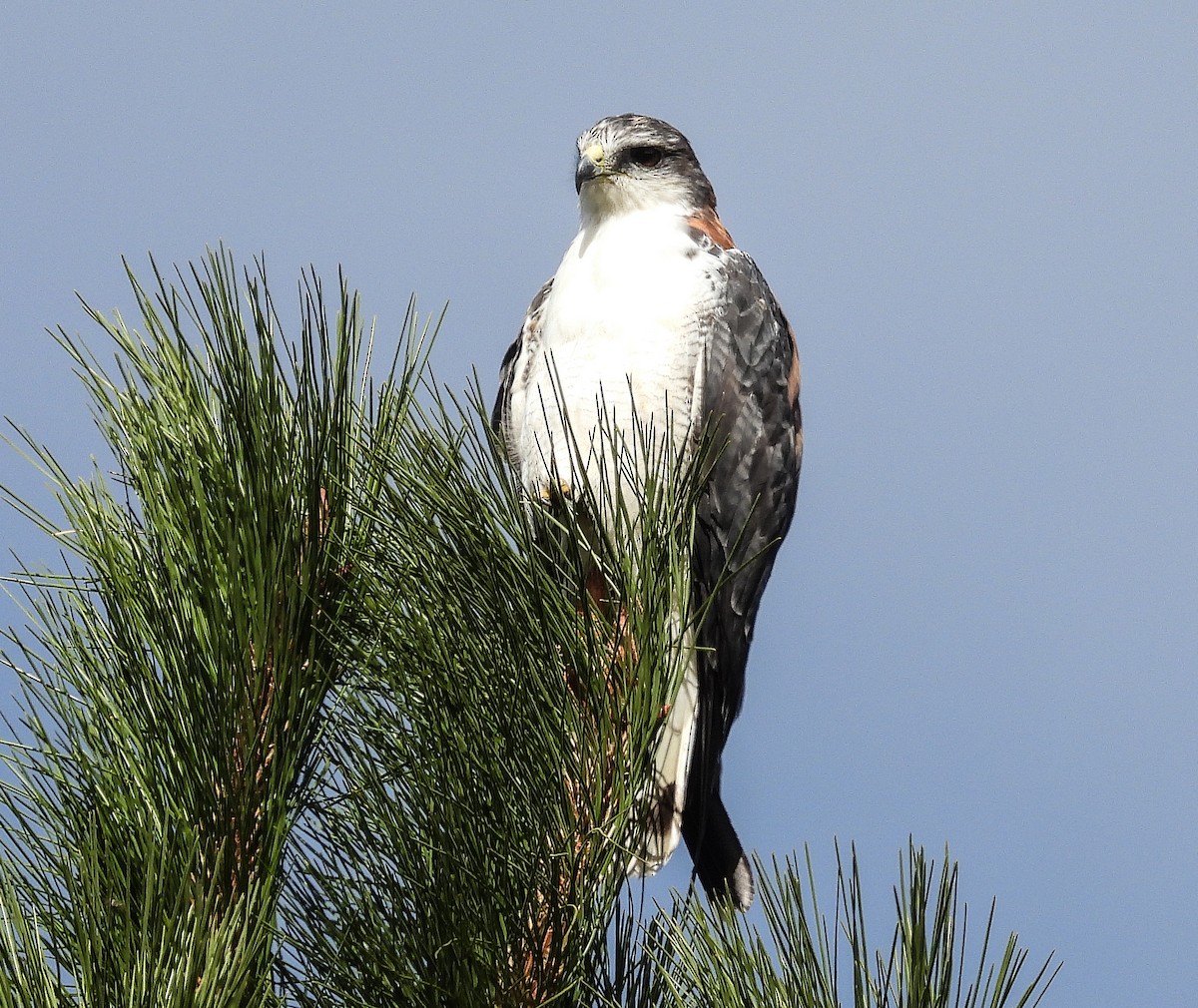 Variable Hawk - Javier Angione