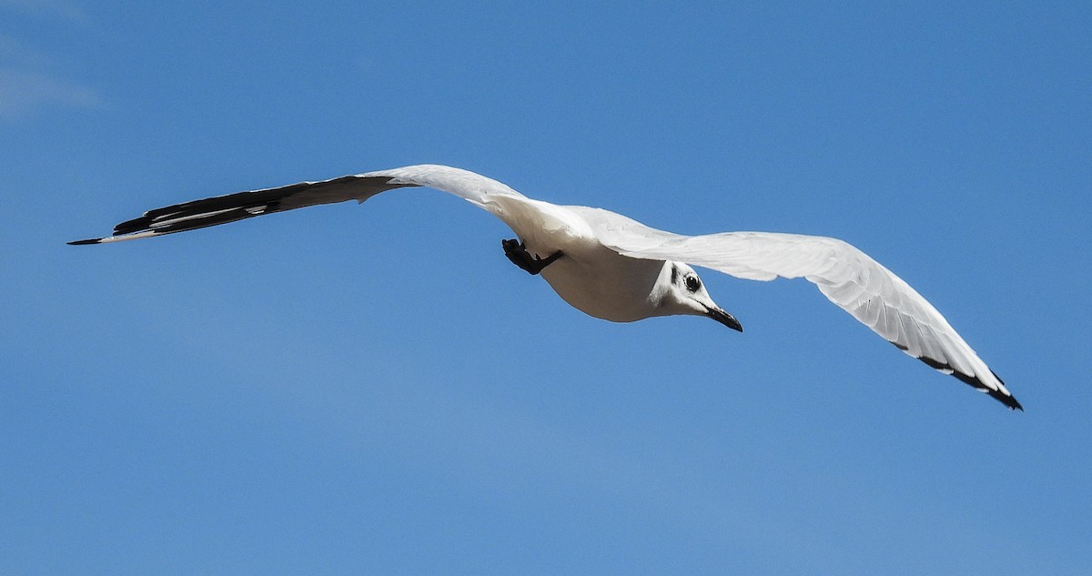 Andean Gull - Javier Angione