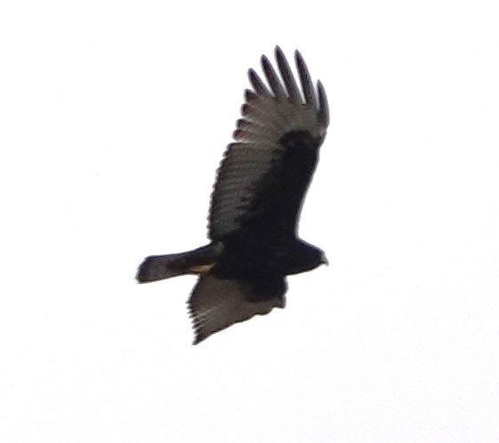 Zone-tailed Hawk - ML546445151