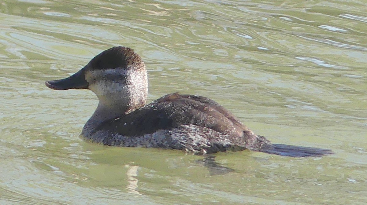 Ruddy Duck - ML546447071