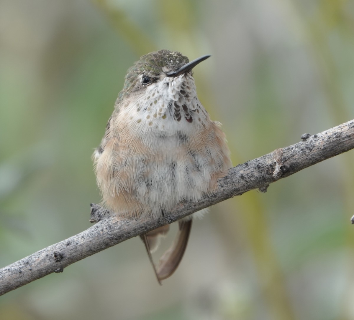 Calliope Hummingbird - ML546447111