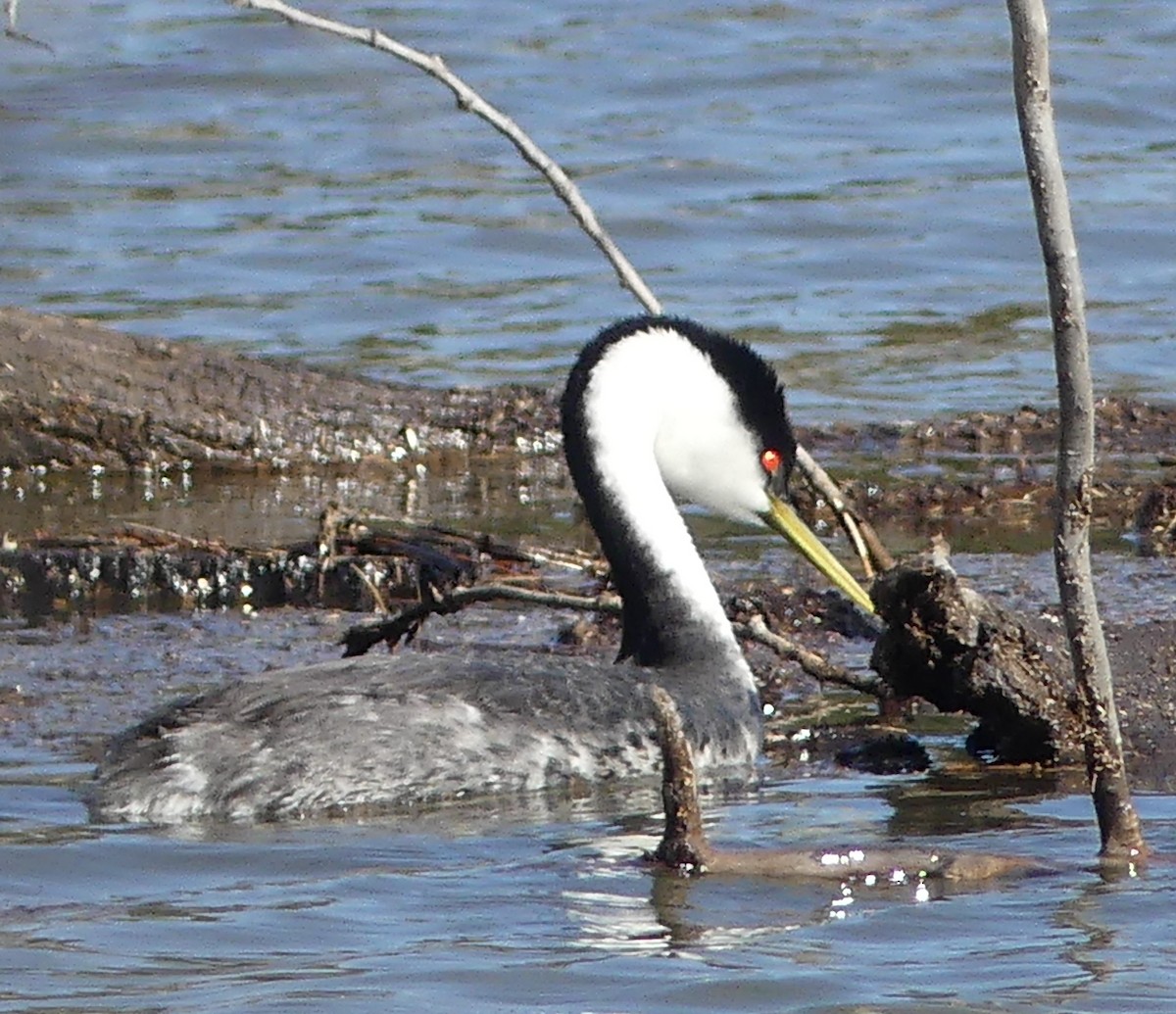 Western Grebe - ML546447411