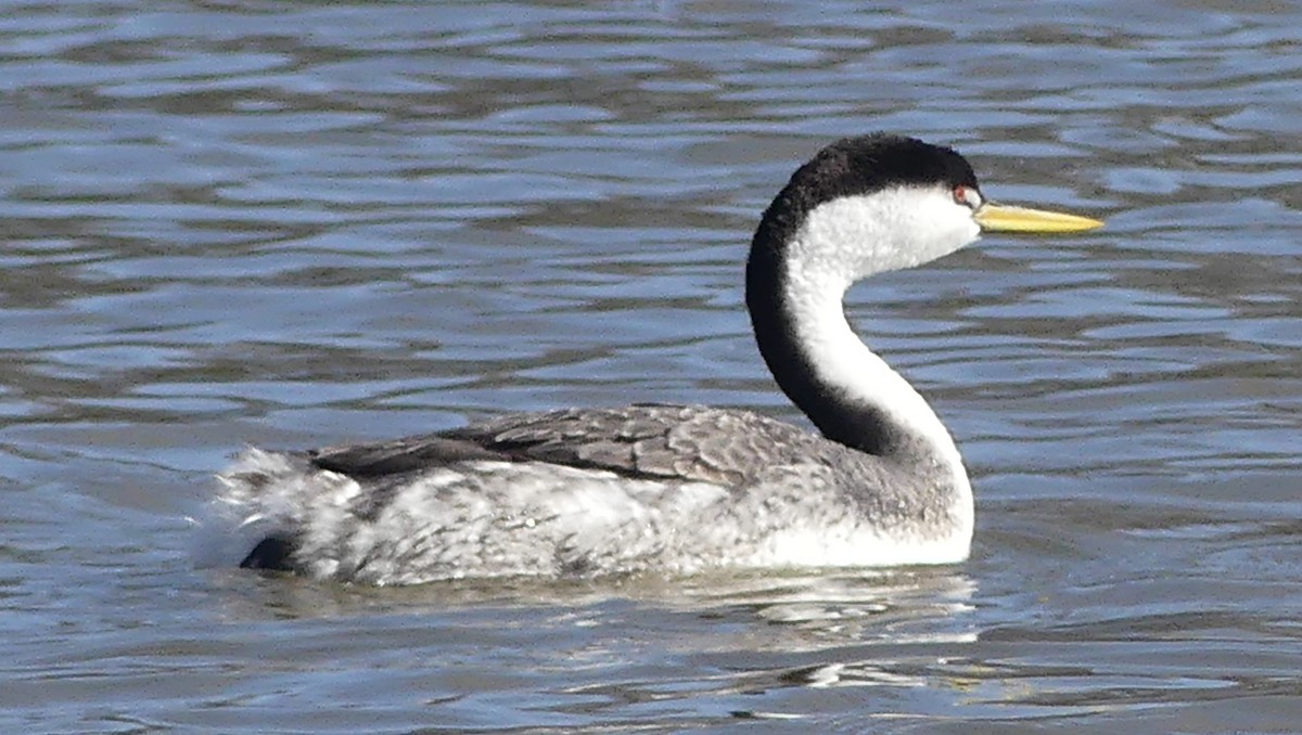 Clark's Grebe - ML546447461