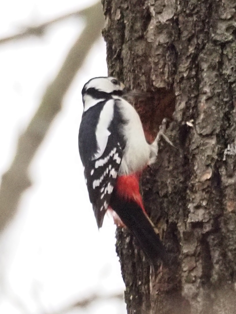 Great Spotted Woodpecker - ML546447991