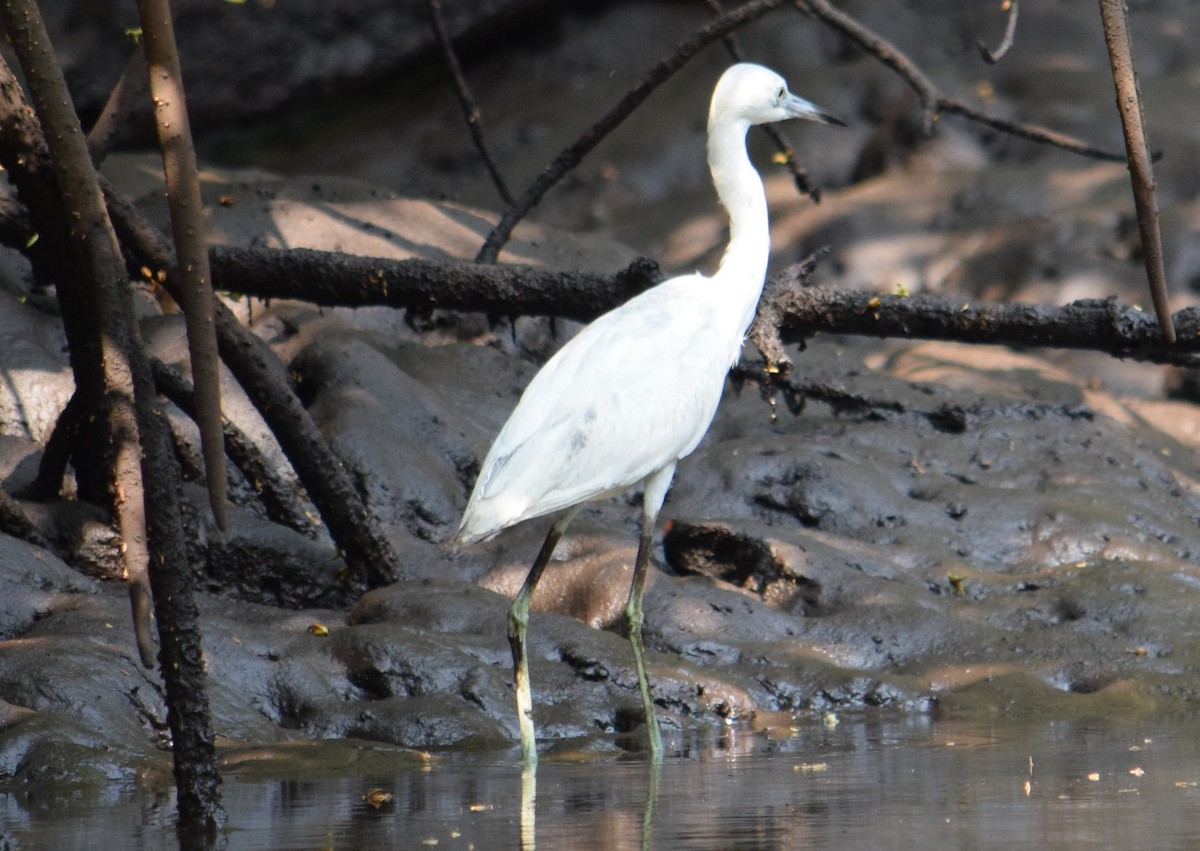 Little Blue Heron - ML546448661