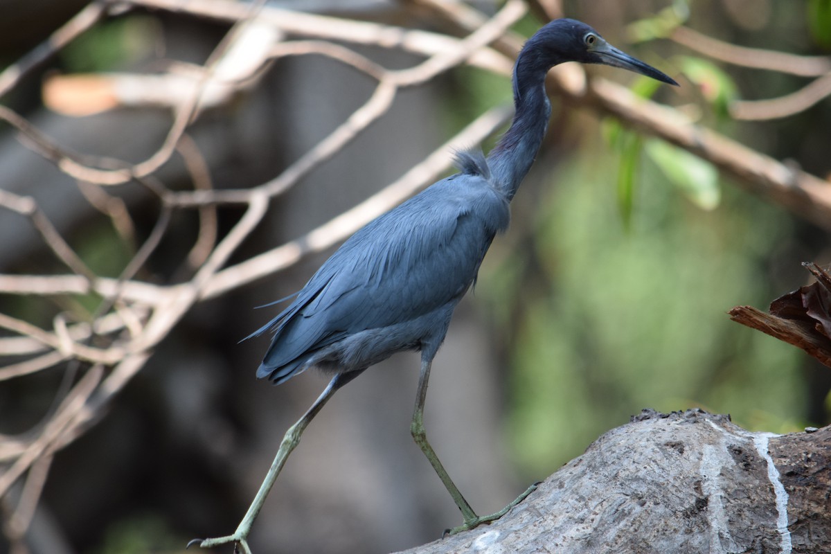 Little Blue Heron - ML546448681