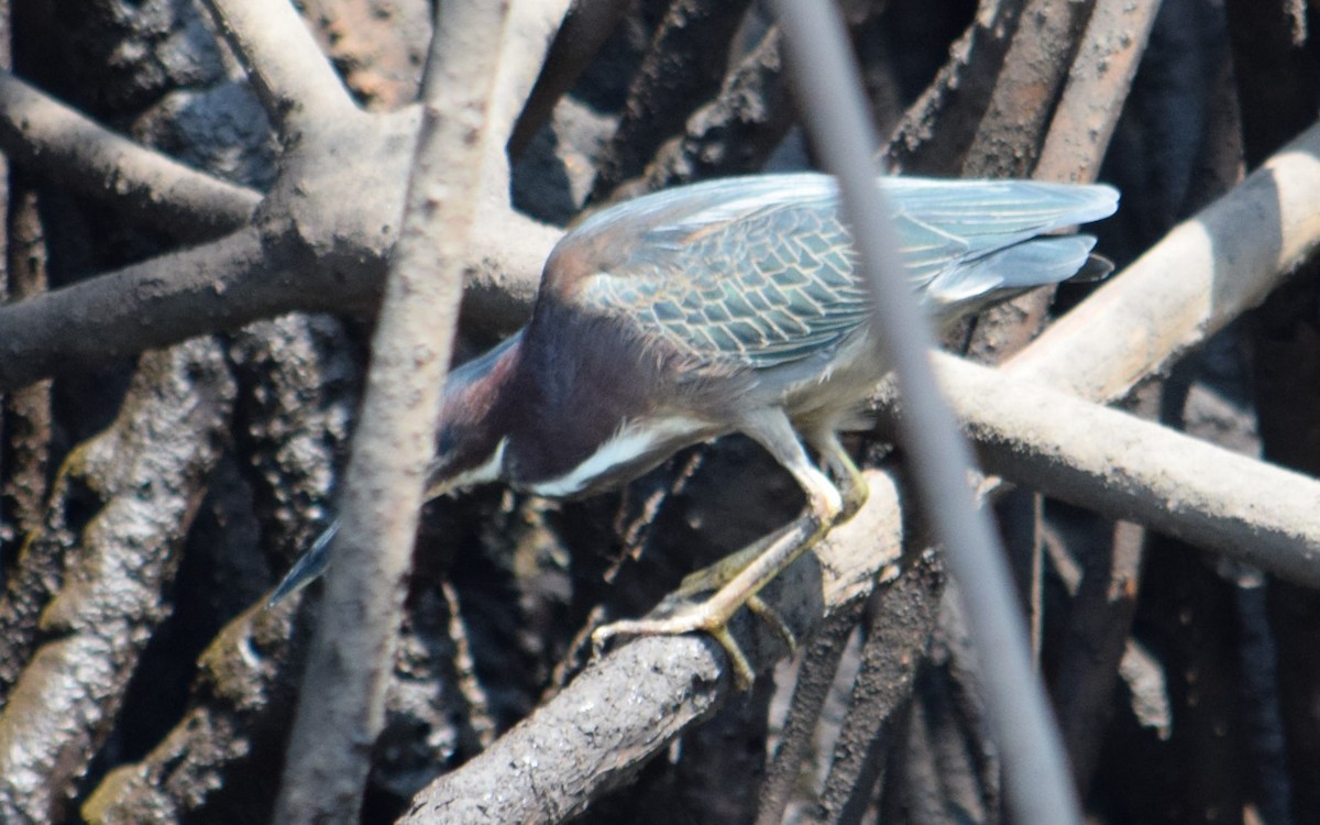 Green Heron - Nestor Herrera