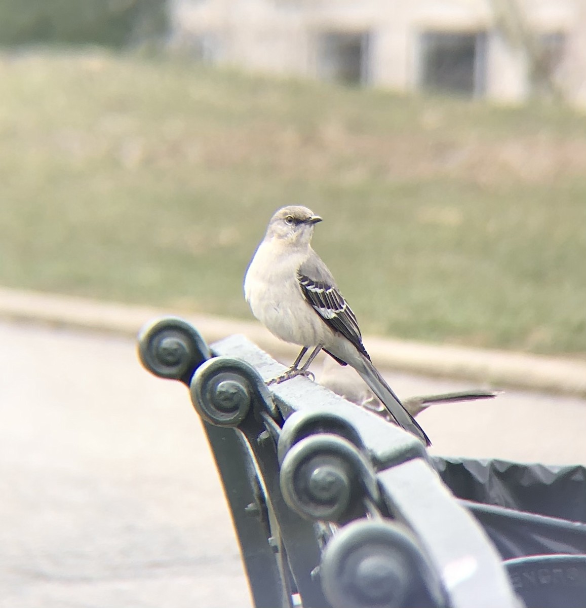 Northern Mockingbird - KZ F