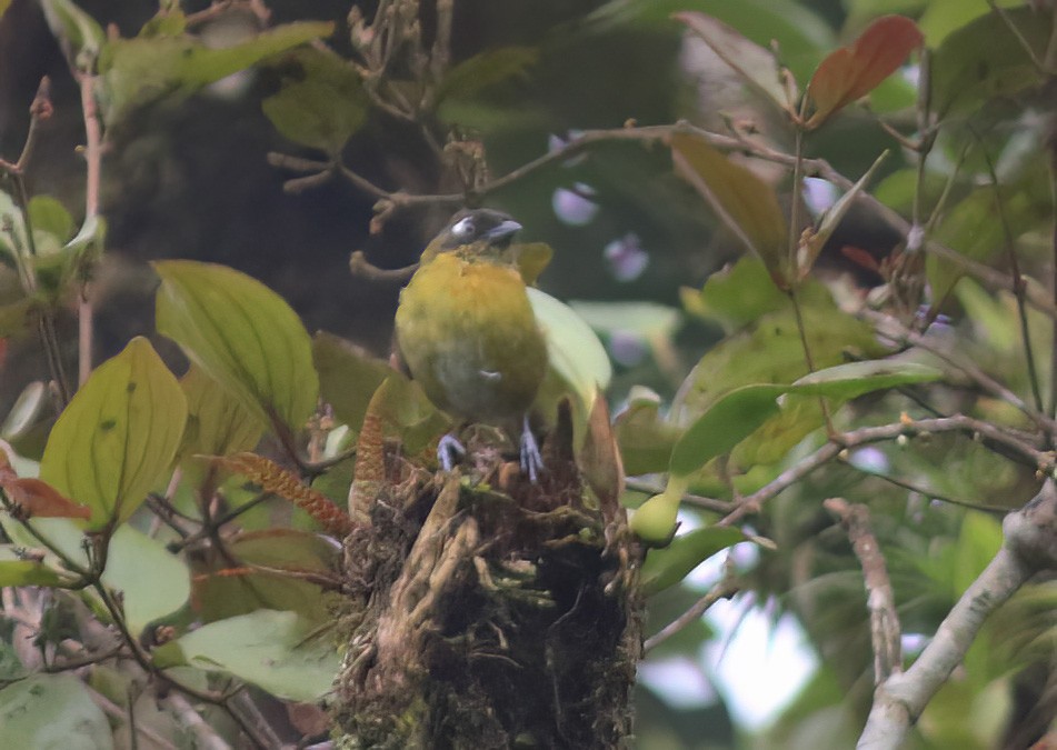 Common Chlorospingus (Central Panama) - ML546453301