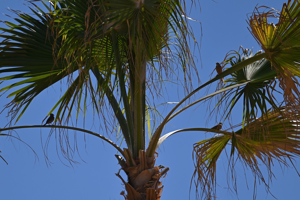 圃鵐 - ML546453371