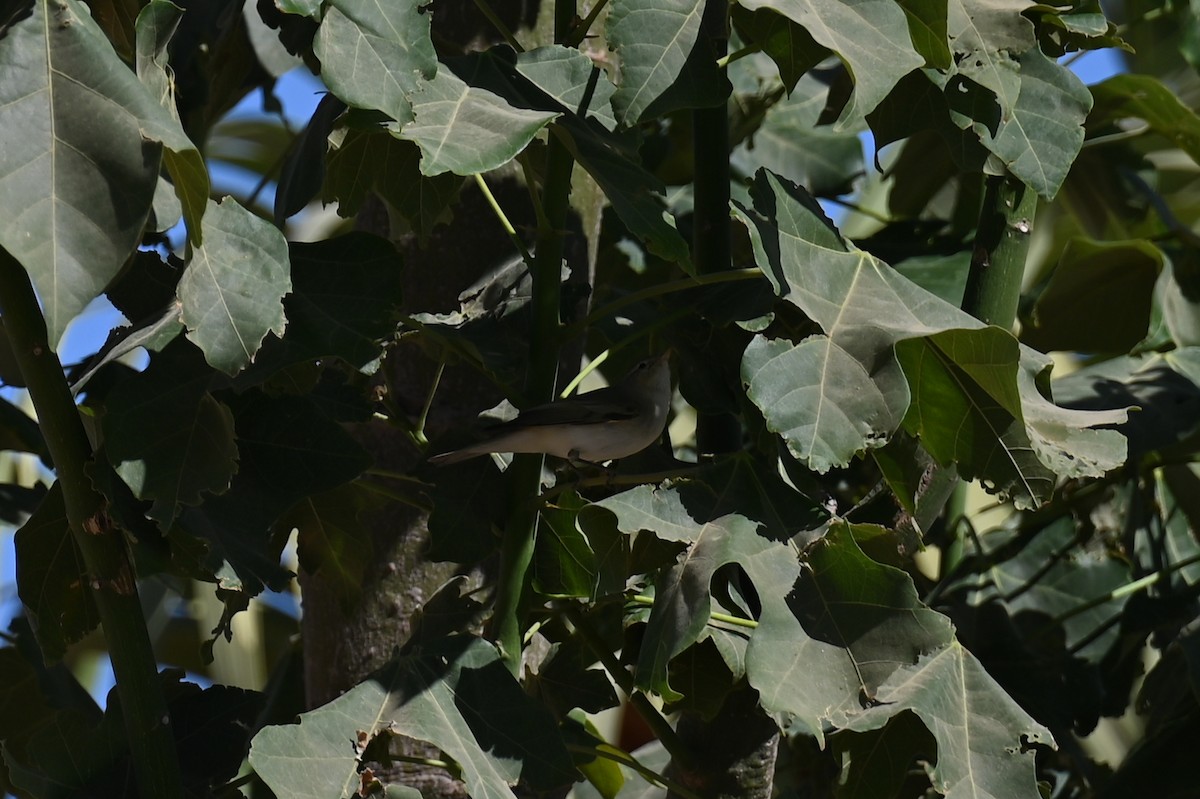 Eastern Bonelli's Warbler - ML546453771
