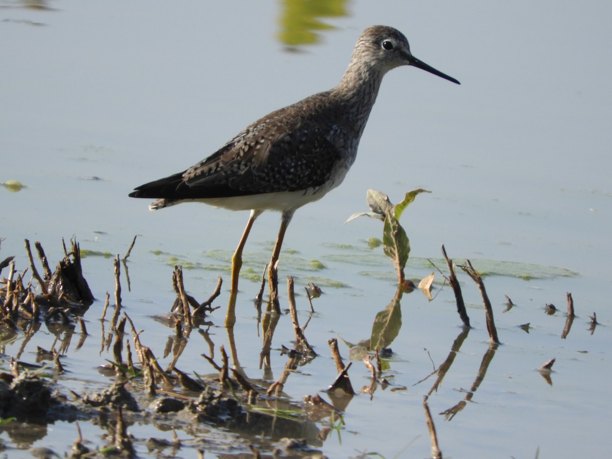 Solitary Sandpiper - ML546454091