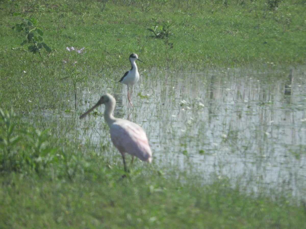 Roseate Spoonbill - ML546454301