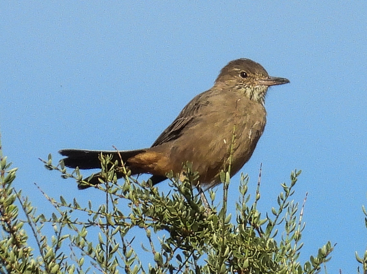 Great Shrike-Tyrant - Javier Angione