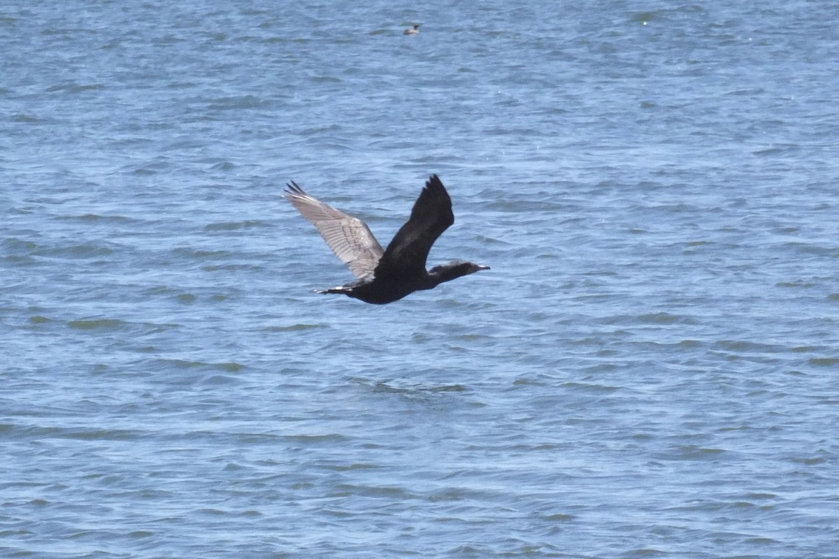 Double-crested Cormorant - ML54645811