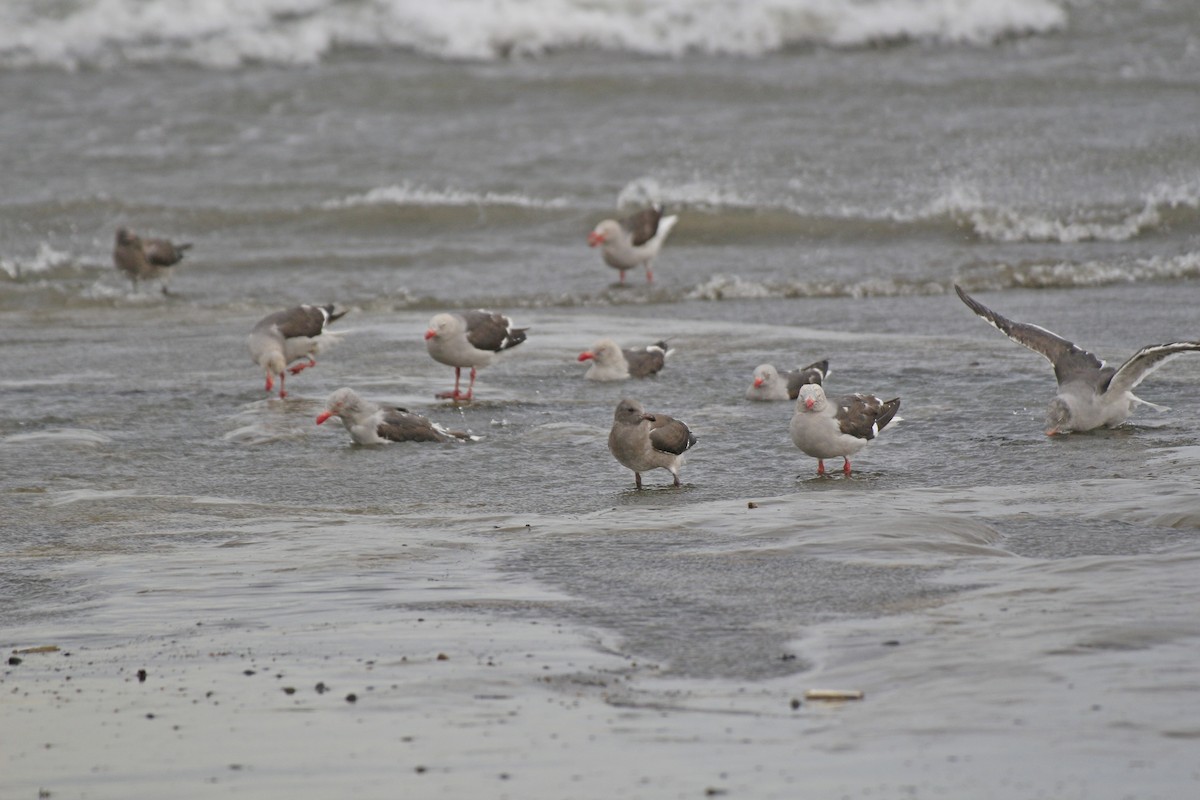 Dolphin Gull - ML546458251