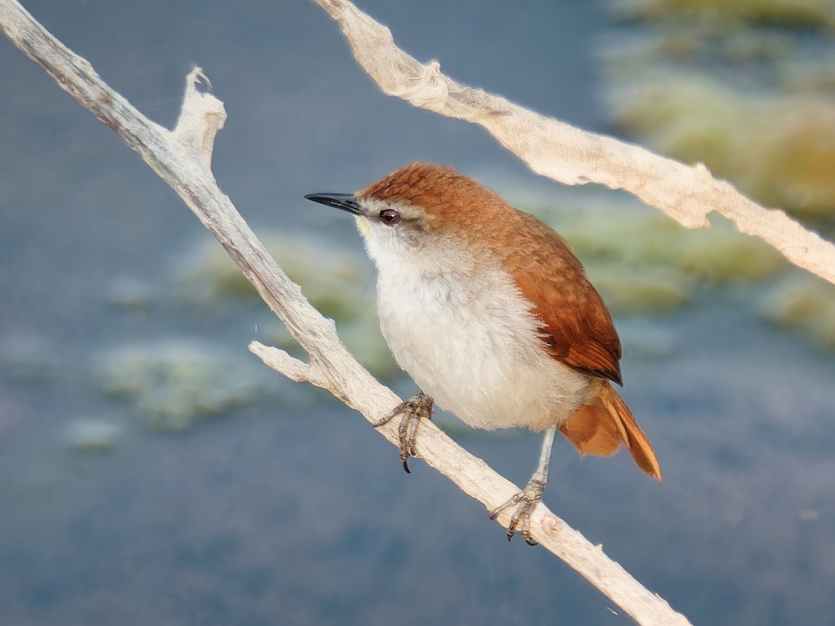 Yellow-chinned Spinetail - ML546458391