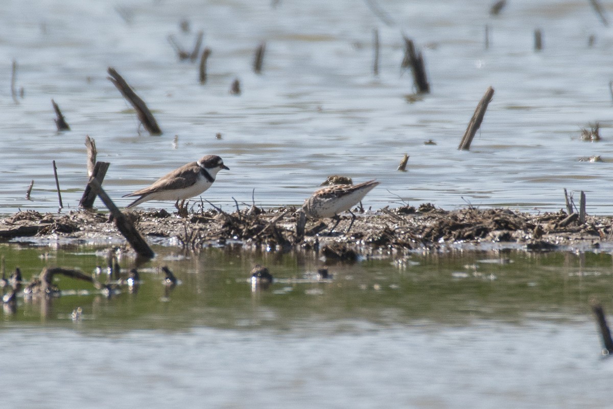 Semipalmated Plover - ML54645841