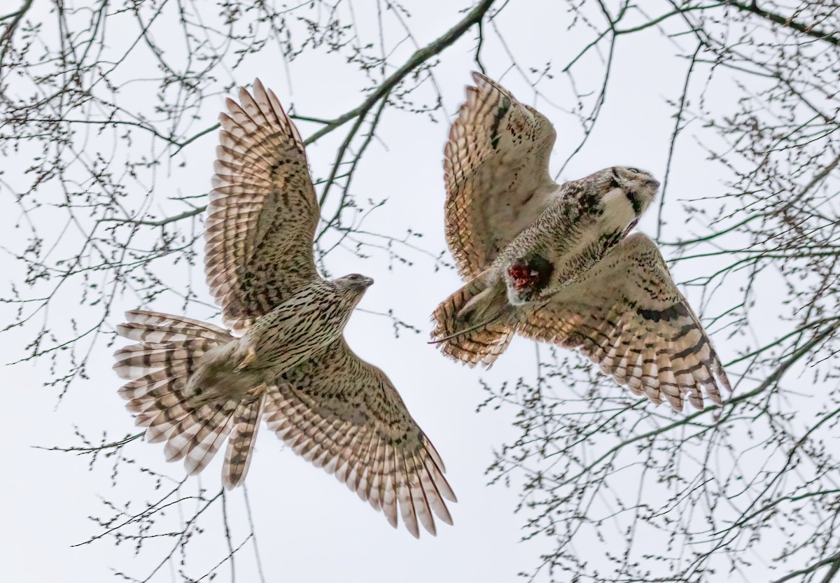 American Goshawk - Anonymous eBirber
