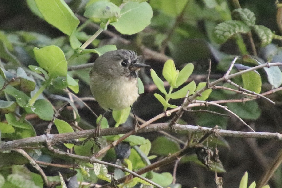 Ruby-crowned Kinglet - ML546458661