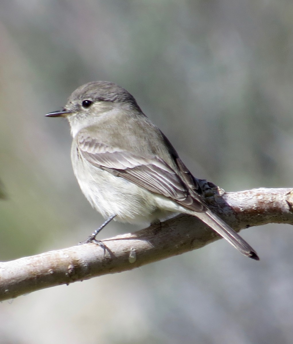 Gray Flycatcher - ML54645921