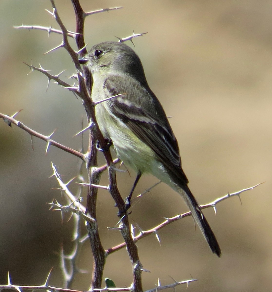 Dusky Flycatcher - Thomas Wurster