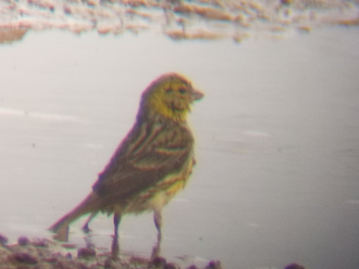 Island Canary - Darío Curbelo