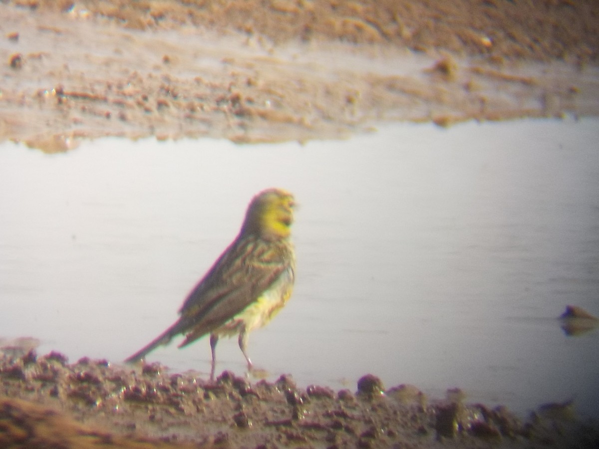 Island Canary - Darío Curbelo