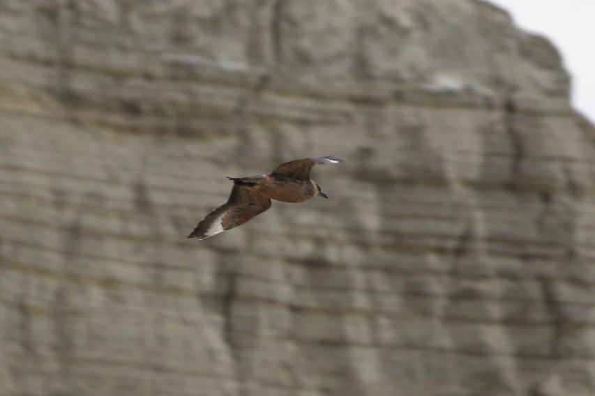 Chilean Skua - Gabriel Carbajales