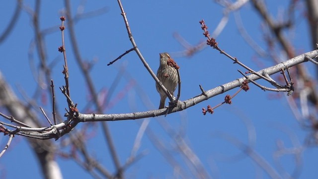 Purple Finch - ML546459981