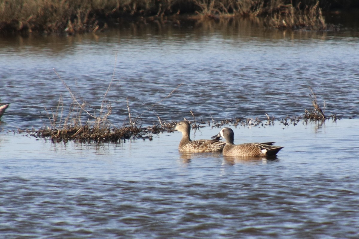 Blue-winged Teal - ML546460561