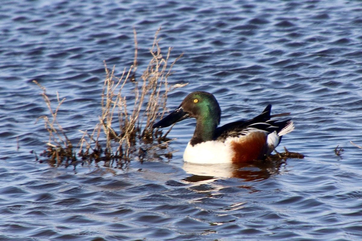 Northern Shoveler - ML546460601