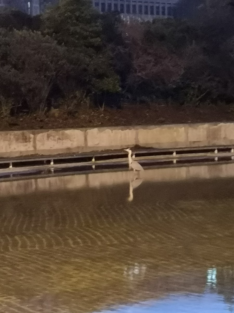 Gray Heron - ML546460611