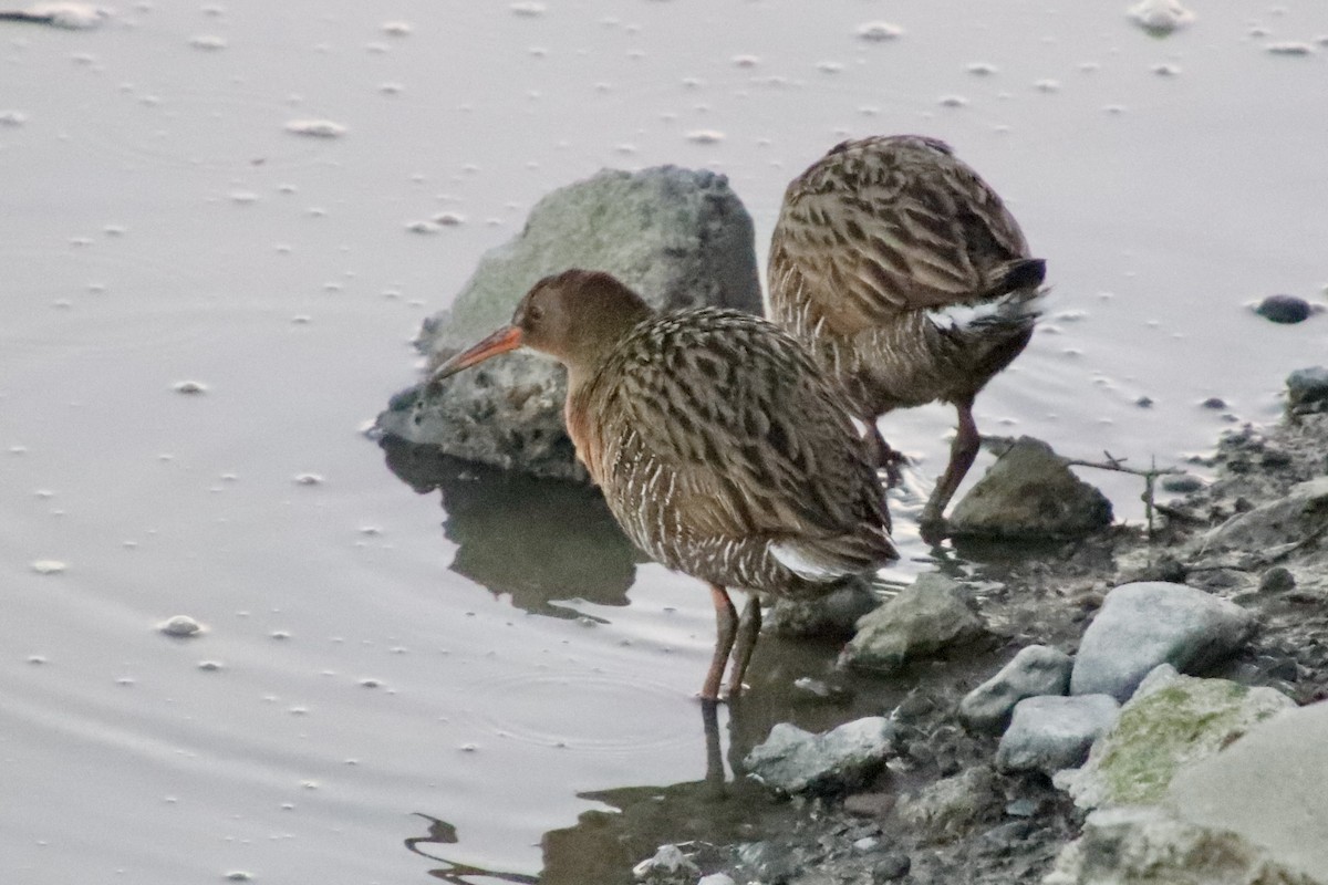 Ridgway's Rail - Andrew Dolan