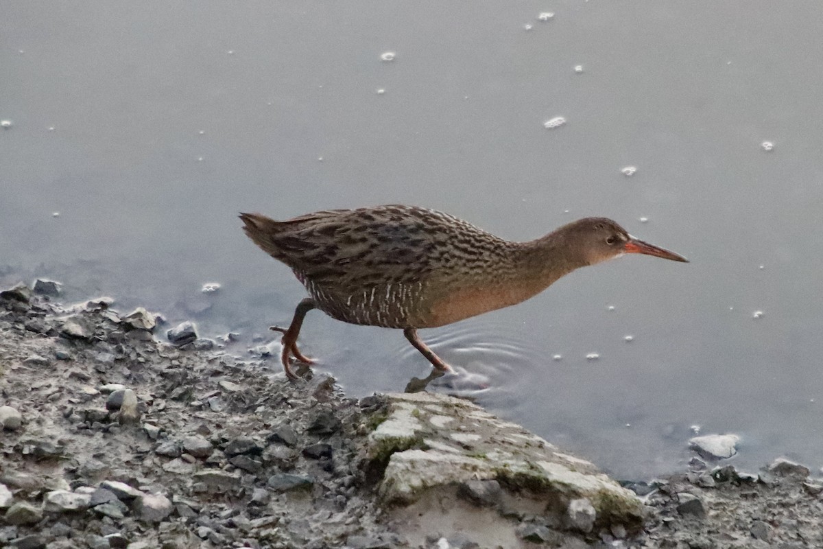 Ridgway's Rail - Andrew Dolan