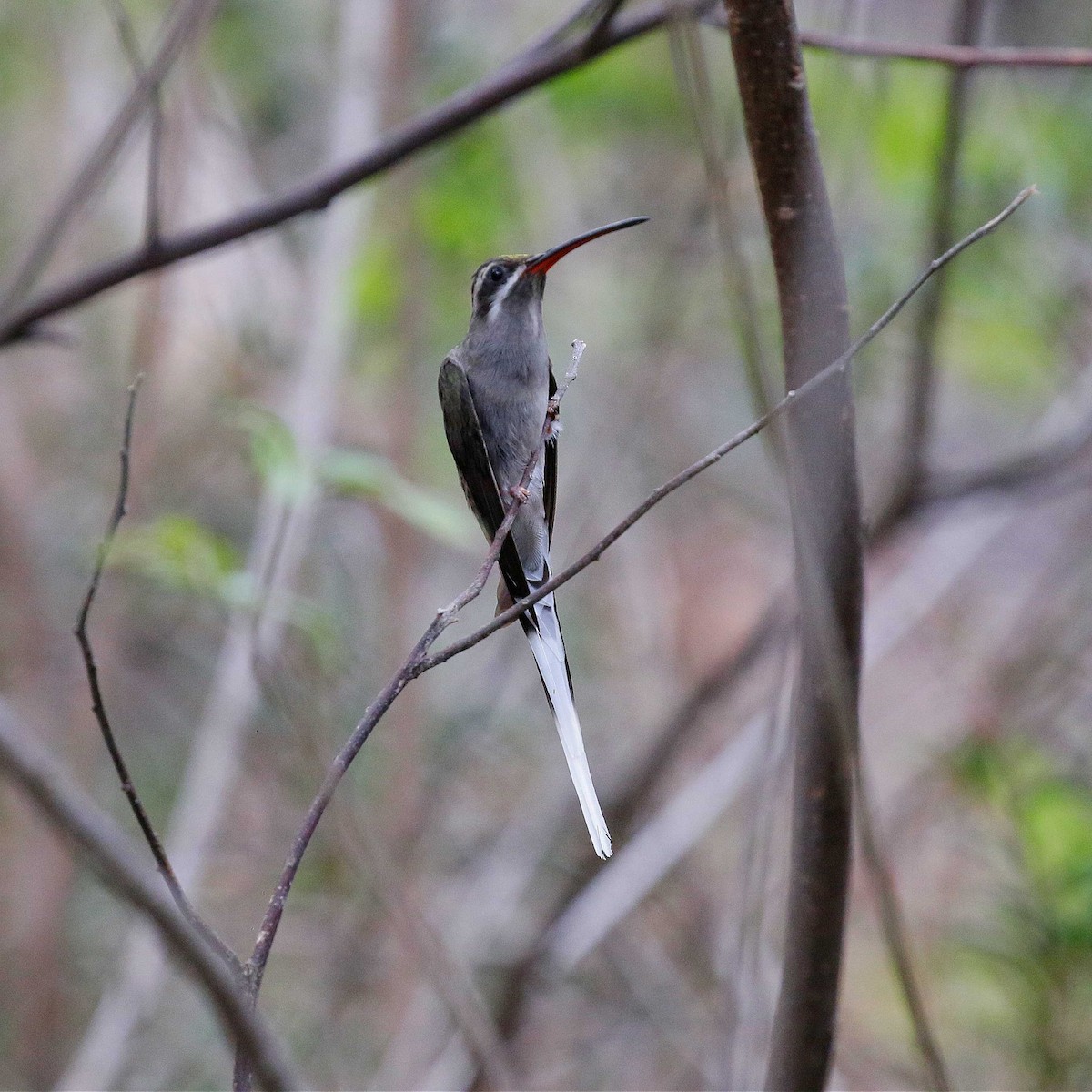 Sooty-capped Hermit - ML546461591