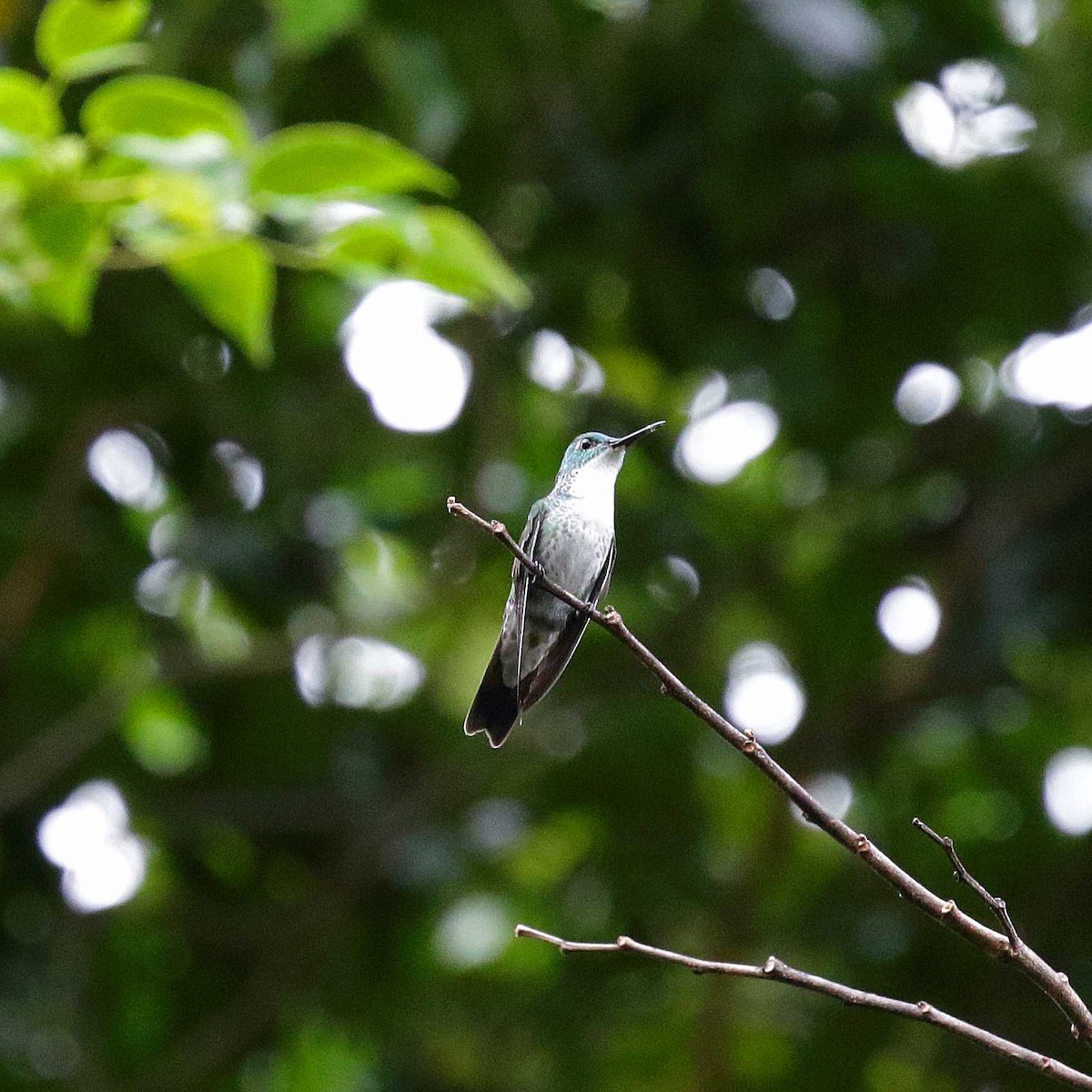 kolibřík běloprsý - ML546461921
