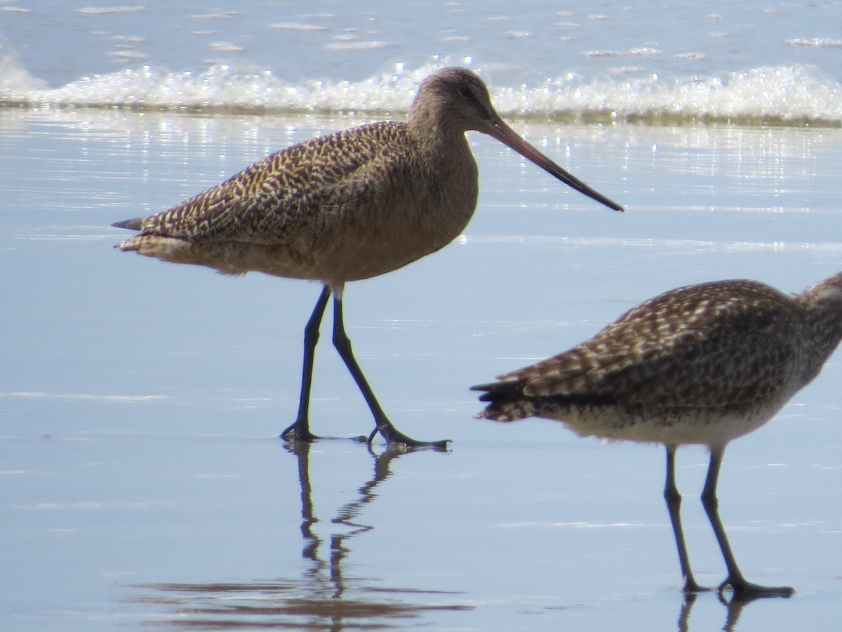 Marbled Godwit - ML54646361