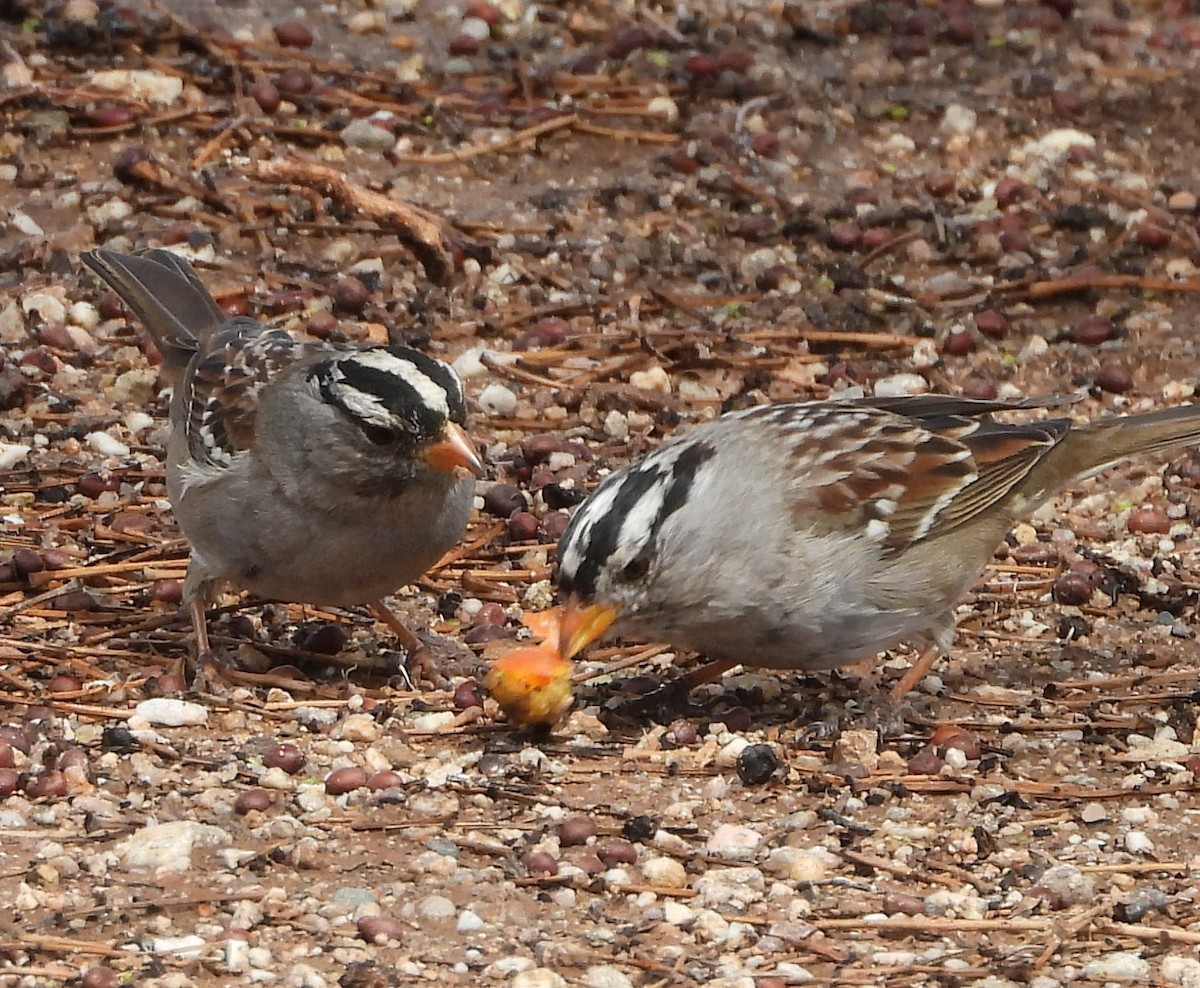 White-crowned Sparrow - ML546465831