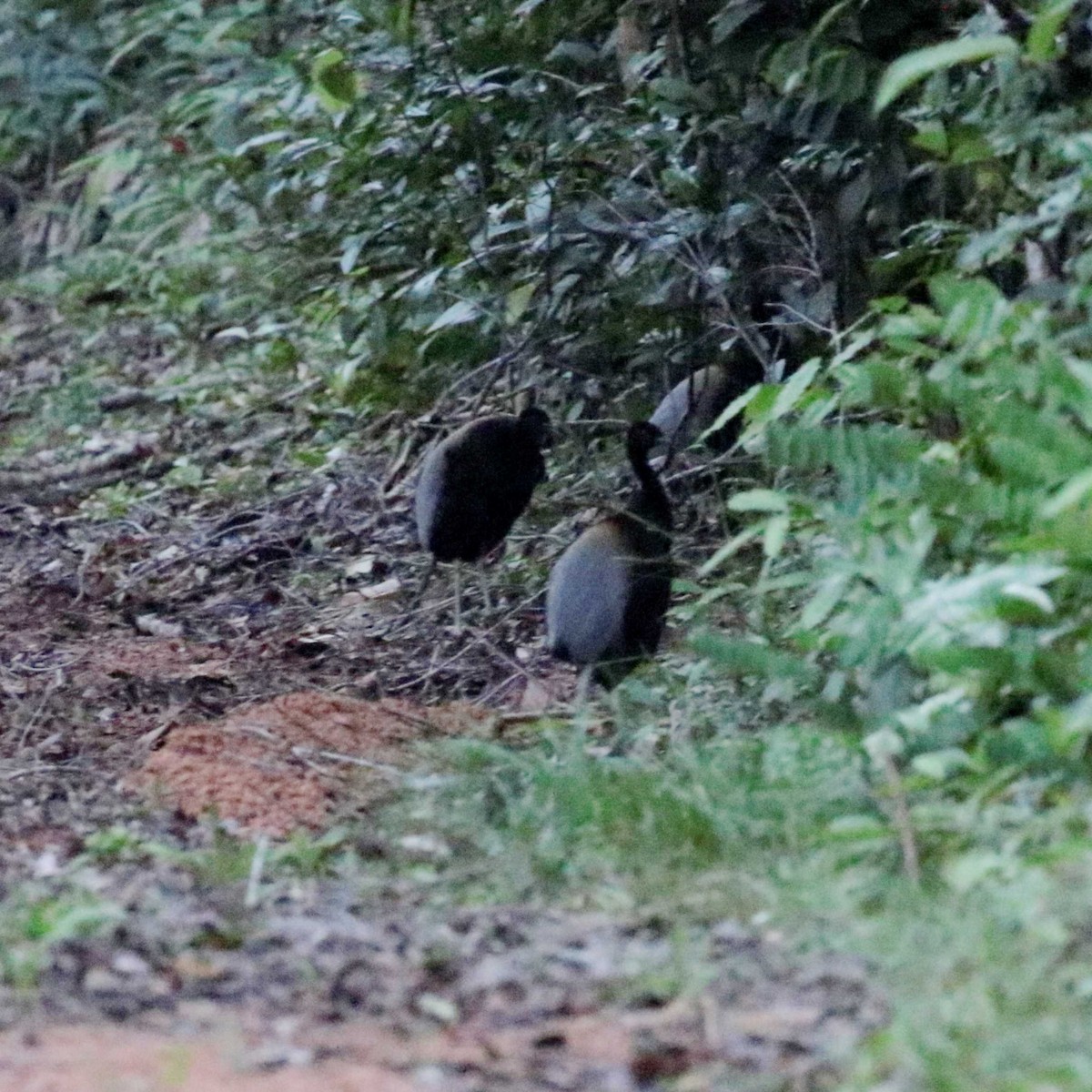 Gray-winged Trumpeter (Gray-winged) - ML546467201