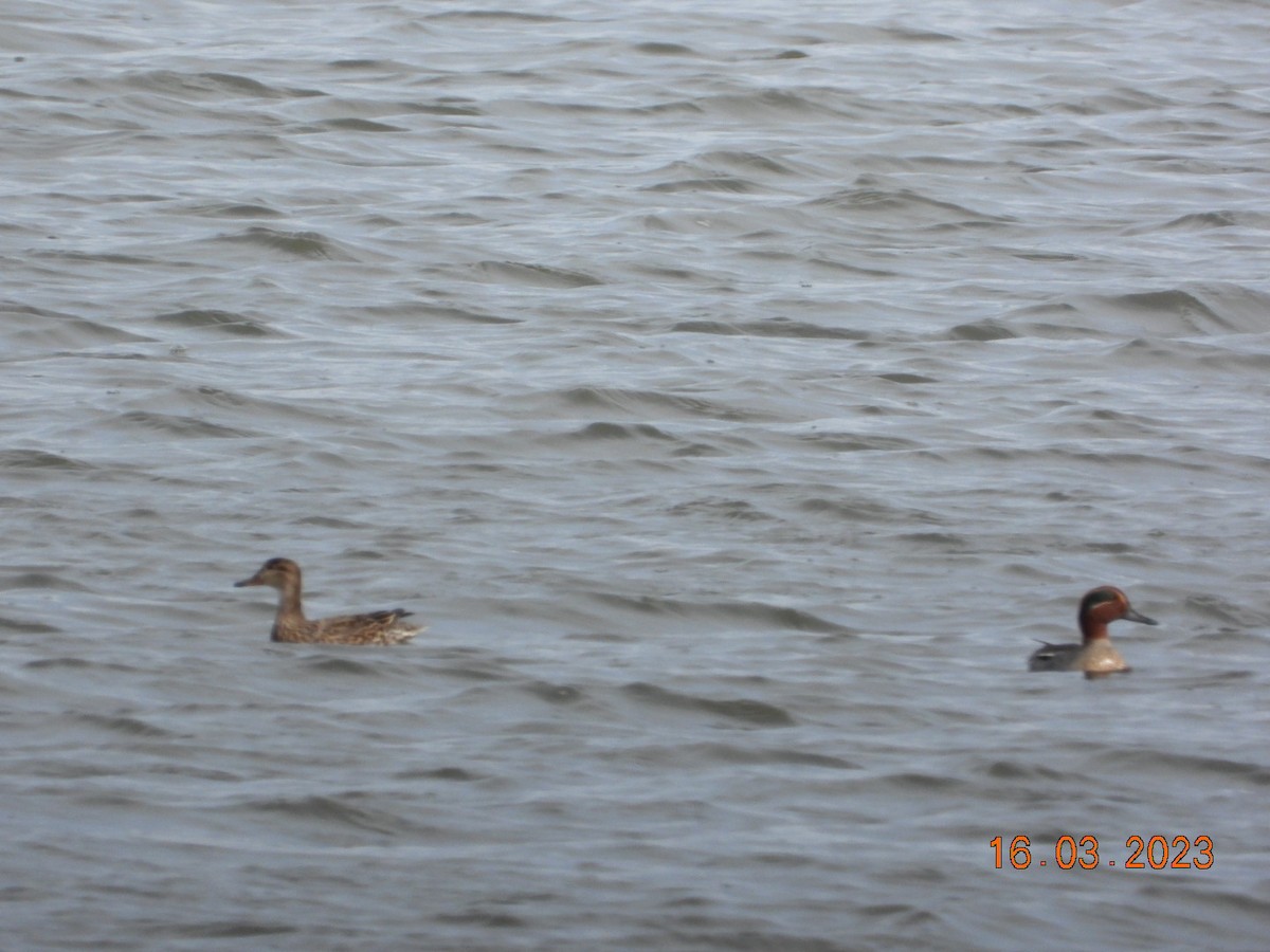 Green-winged Teal - ML546470221