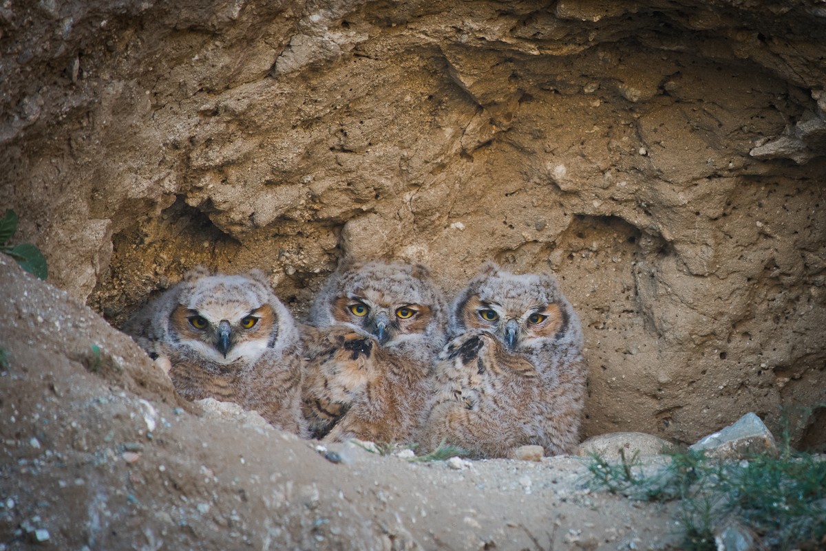 Great Horned Owl - ML54647051
