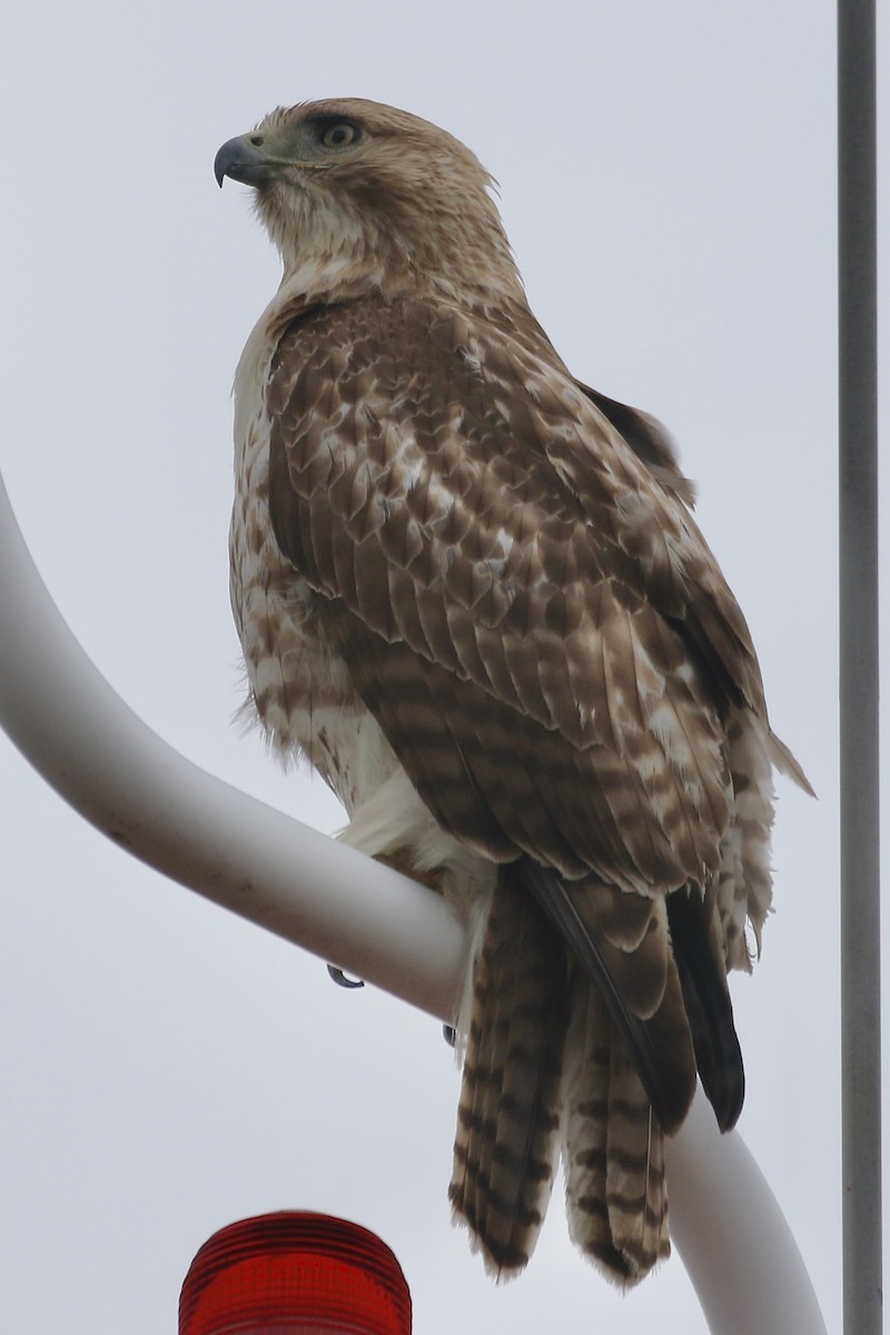 Red-tailed Hawk - Nancy Villone